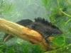 Great crested newt